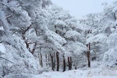 初雪悄至 花王暖心呵护如影随行