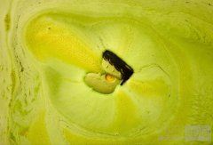 还不快跟上我们的怪趣脚步？ LUSH 推出 2024 惊奇怪趣