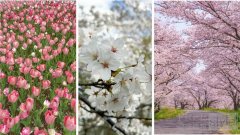 春分唤醒计划|与花王共赴一场