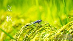 立秋换季 | 清爽告别夏日 与初
