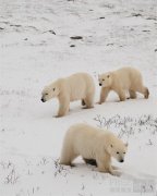  Canada Goose 加拿大鹅创意总监Haider Ackerm