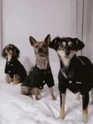 TEAM WANG design 发布 THE ORIGINAL 1 全新生活方式子系