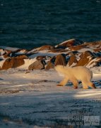 北境共生，守护纯净 Canada Goose加拿大鹅庆祝国际