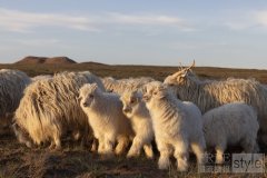 Loro Piana Baby Cashmere® 小山羊绒的故事